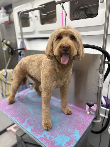 Noble Paws Mobile Grooming Spa - Image 1