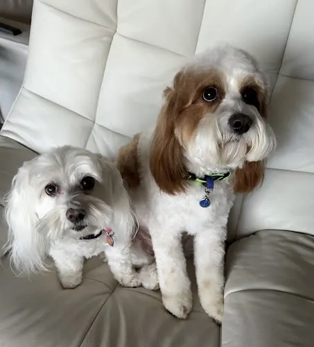 Woof Gang Bakery & Grooming Murabella - Image 1