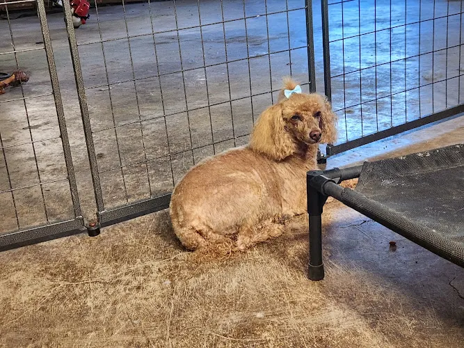 Dirty Dog Salon - Image 1