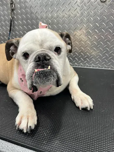 Fort Lauderdale Top Mobile Pet Grooming - Image 1