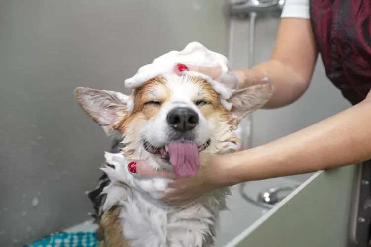 Hunter's Animal Hospital - Image 1