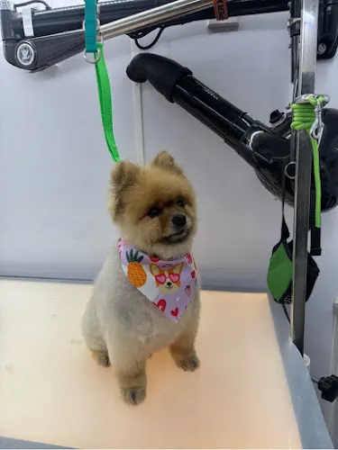 Zoomin Groomin - Image 1