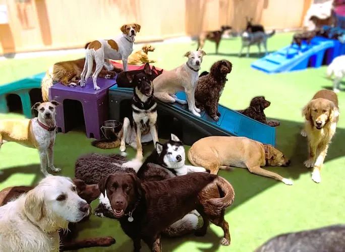 Camp Run-A-Mutt San Marcos - Image 1