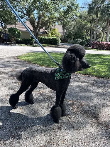 Diamond Paws Mobile Grooming - Image 1