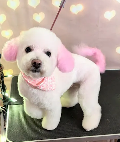 Speakeasy Dog Grooming in Oak Lawn, IL
