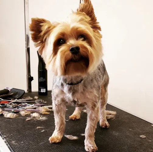 Pawsh Dog AZ - Image 1