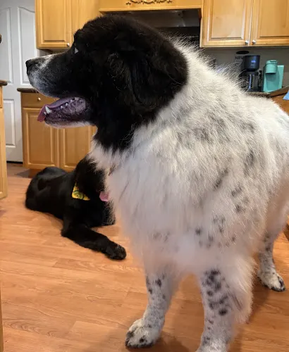 Breezy Tails Mobile Pet Grooming - Image 1