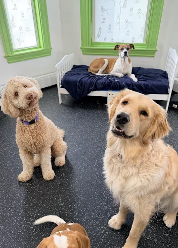 Pet Companions Bed & Biscuit and Grooming in Reading, MA