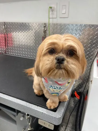 Miami's Top Pet Mobile Grooming - Image 1