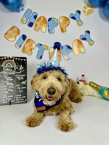 Pet Palace - West Chester in West Chester Township, OH