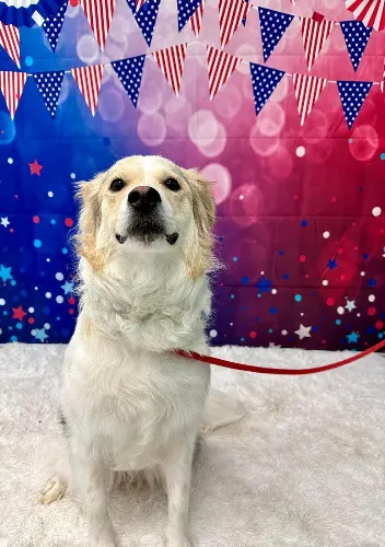 Pet Hotel Hadley in Hadley, MA