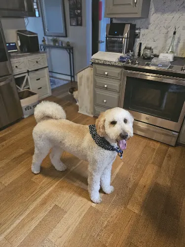 Groominators Pet Salon - Image 1