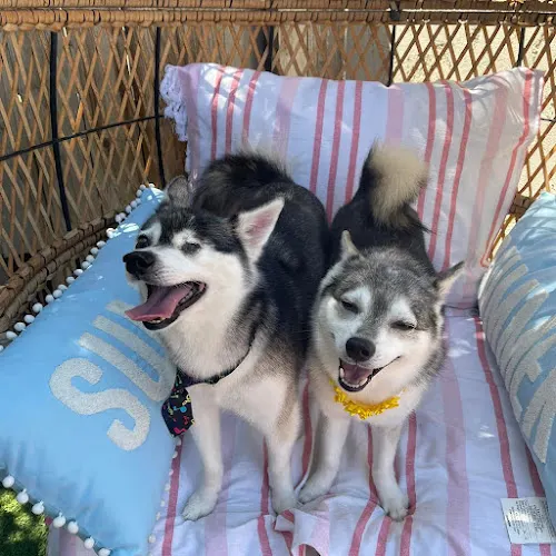 Mobile Dog Grooming - MC Groomer - Image 1