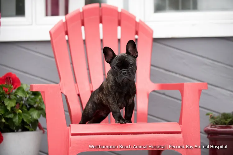 Westhampton Beach Animal Hospital - Image 1