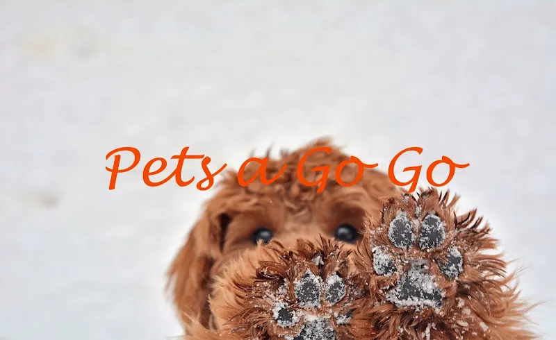 Pets a Go Go LLC - Image 1