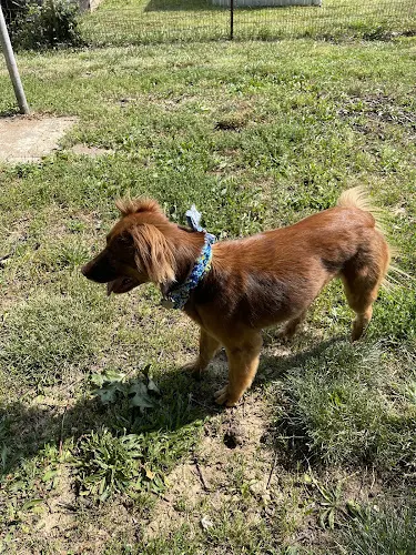 HydroDog George - Image 1