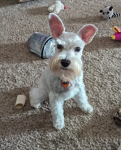 Grooming Viar in Columbus, OH