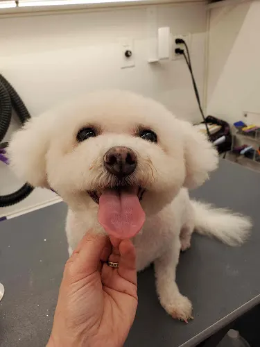 Doggy D-Tails Mobile Dog Grooming - Image 1