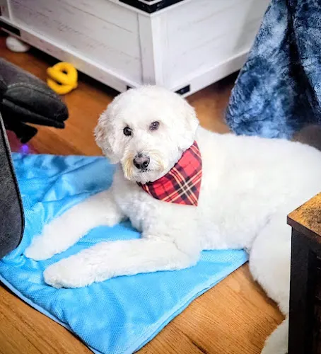 Fast N Furriest Mobile Pet Groomers - Image 1