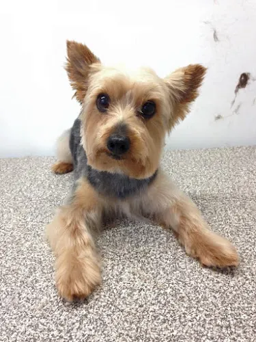 Dog In Suds Mobile Dog Grooming - Image 1