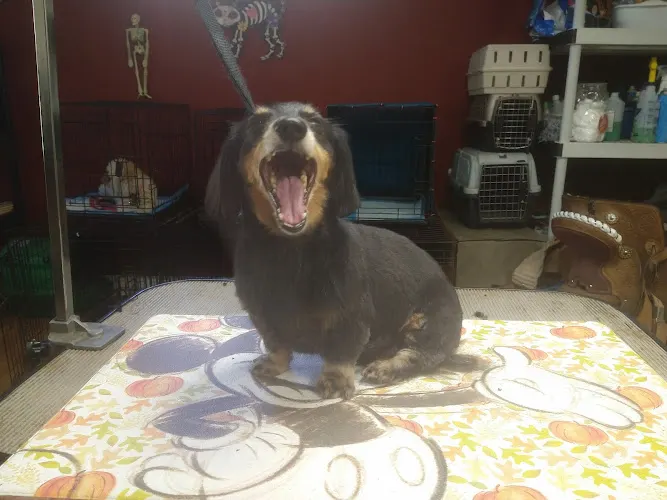 Sassy Fur Mobile Grooming - Image 1