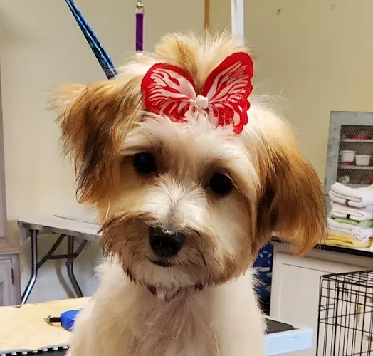 The Paw Spa Groomery New Richmond - Image 1