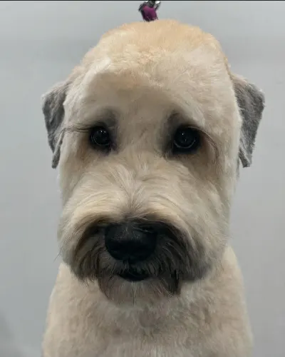 Texas Best Mobile Pet Grooming - Colleyville/Keller - Image 1