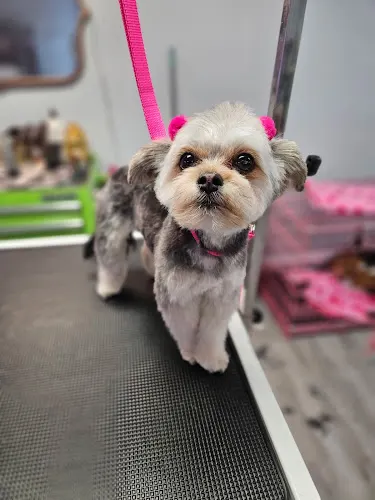 K9 KlipZ Dog Grooming - Image 1