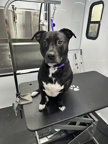 Bark and Bubbles Mobile Dog Grooming - Image 1