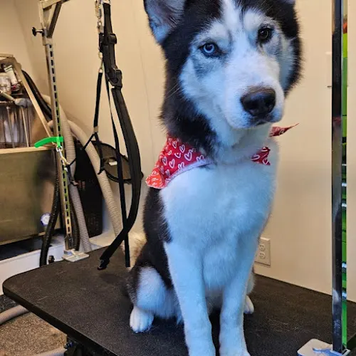 DaniKuts Mobile Pet Salon - Image 1