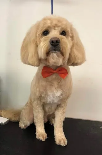 Mobile Spa Pet Grooming - Image 1