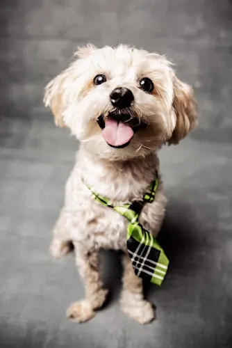 Jennifer’s house call dog grooming - Image 1