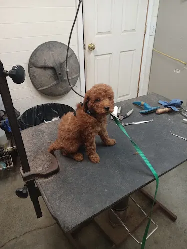 Precious Pets Grooming & Boarding - Image 1