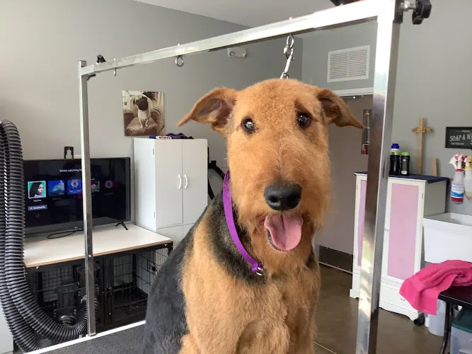 Kisses Pet Spa LLC - Image 1
