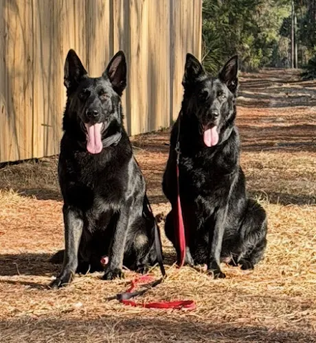ACC (Applied Canine Concepts LLC) - Image 1