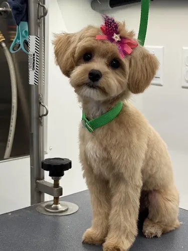 Canine Couture Mobile Pet Grooming - Image 1