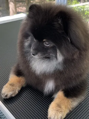 Pet Grooming Boutique - Image 1