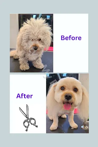 Style My Pet Mobile Dog Grooming - Image 1