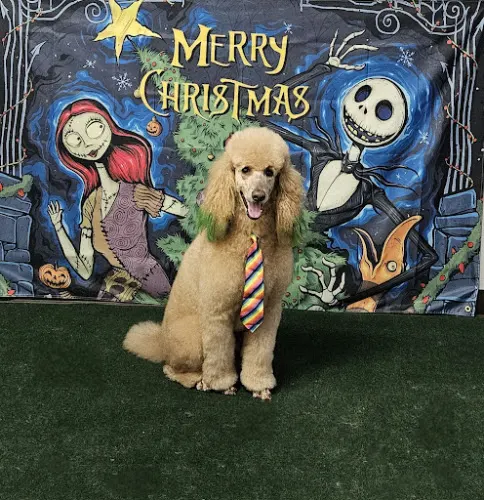 The Matted Patter Dog Grooming & Boarding - Image 1