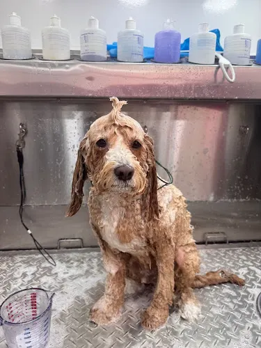 Mobile Pet Groomer Tampa by Love Pets M - Image 1