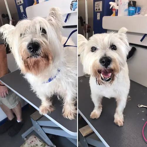 Fast and Furriest Mobile Dog Grooming - Image 1