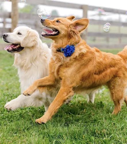 The Retreat at Rigdon Retrievers - Image 1