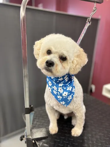 Prestige Pet Parlour in Gastonia, NC