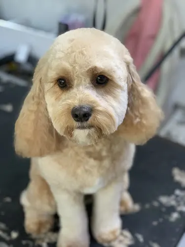 Ooh la la Mobile Pet Spa - Image 1