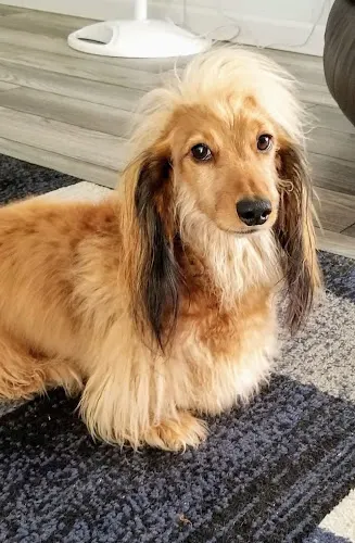 Pete's Mobile Grooming - Image 1