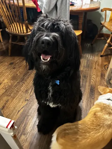 Bark Side of the Groom in Madison, OH