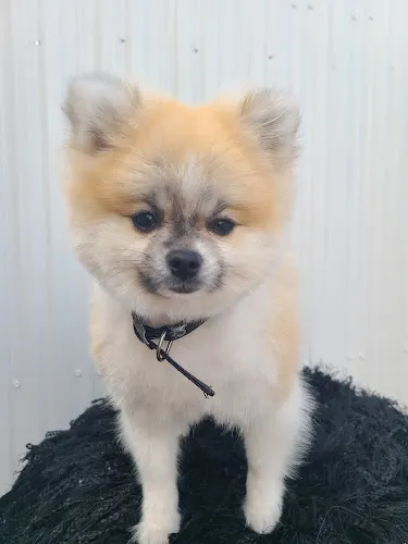 Romy's paws and claws, Mobile pet grooming service - Image 1