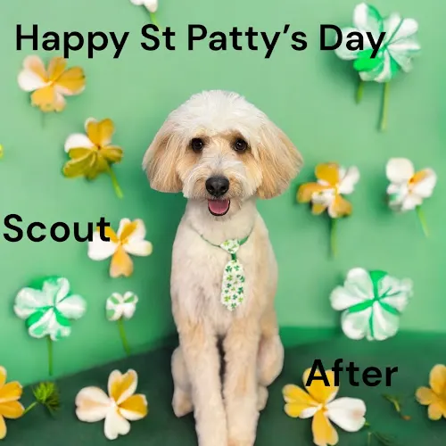 Bella’s Bubbles and Bows Grooming Spa LLC - Image 1