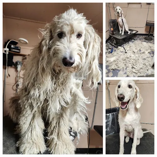 Michelle's Mobile Grooming - Image 1