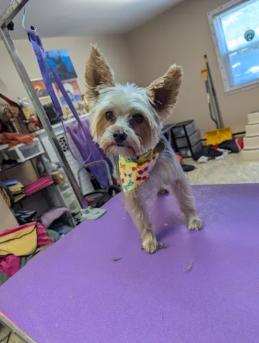 PawByPawGrooming Salon - Image 1